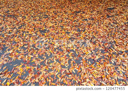 Fallen leaves on the ground [November] Bamboo 120477455