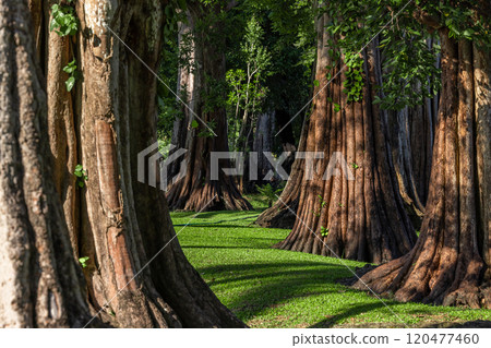 Giant green tree forest trunk with green fresh leaves, Giant tree forest calming summer warm day, Green forest in season conservation of nature environment. 120477460