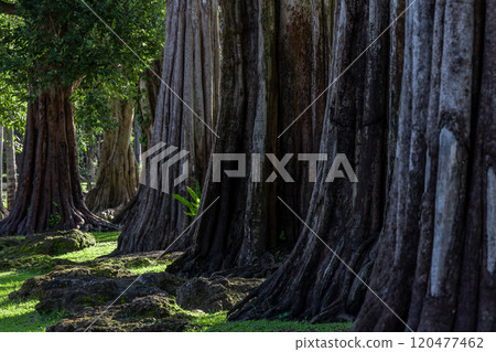 Giant green tree forest trunk with green fresh leaves, Giant tree forest calming summer warm day, Green forest in season conservation of nature environment. 120477462