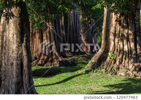 Giant green tree forest trunk with green fresh leaves, Giant tree forest calming summer warm day, Green forest in season conservation of nature environment. 120477463