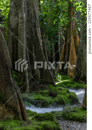 Green moss forest tree wood, Green nature calming summer warm day, Scenic forest of fresh green wood deciduous forest tree moss, Tree and moss woodland. 120477467