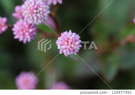 日本山艾樹的粉紅色花朵在秋季花園中綻放 日本山艾樹的粉紅色花朵在秋季花園中綻放 120477491
