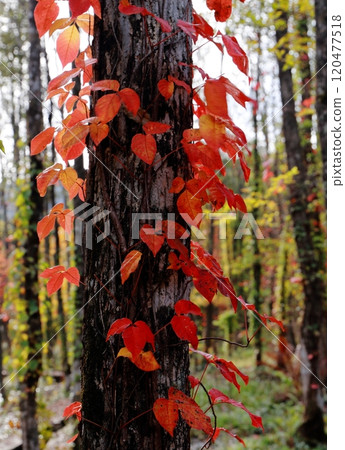 明亮的紅色常春藤秋葉 120477518