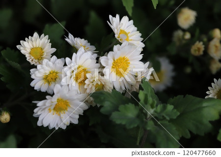 秋天花園裡盛開的白色小菊花 120477660