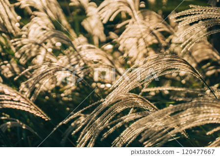 夕陽在風中搖曳的金色潘帕斯草的特寫照片 夕陽在風中搖曳的金色潘帕斯草的特寫照片 120477667