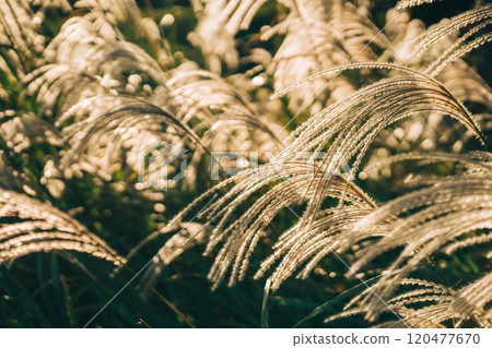 夕陽在風中搖曳的金色潘帕斯草的特寫照片 夕陽在風中搖曳的金色潘帕斯草的特寫照片 120477670