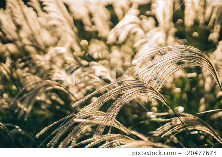 A close-up of golden silver grass swaying in the wind and illuminated by the setting sun A close-up of golden silver grass swaying in the wind and illuminated by the setting sun 120477673