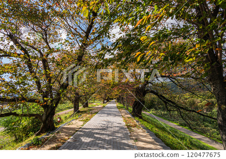 Scenery of the Sewari embankment in late autumn, Yawata City, Kyoto Prefecture 120477675