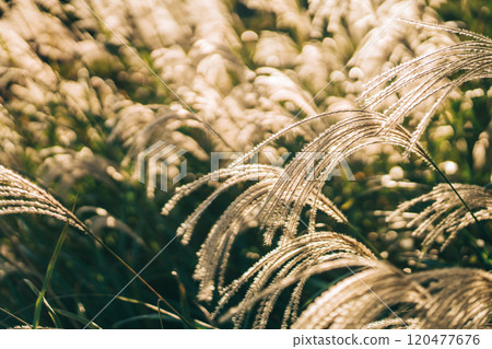 夕陽在風中搖曳的金色潘帕斯草的特寫照片 120477676
