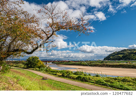 A view of the Kizugawa River from the Sewari embankment in late autumn in the direction of Miyuki Bridge, Yawata City, Kyoto Prefecture 120477682