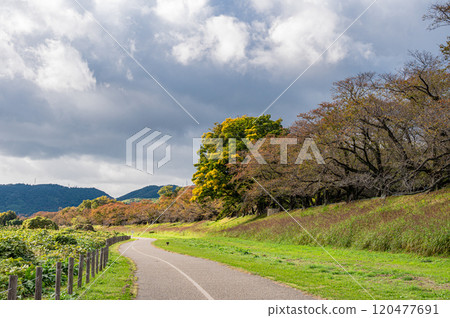 Late autumn: Kizugawa Riverbank scenery, Yawata City, Kyoto Prefecture 120477691