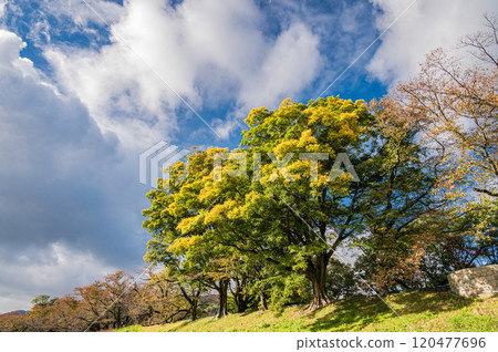京都府八幡市木津川側深秋的瀨割防堤、大樸樹 京都府八幡市木津川側深秋的瀨割防堤、大樸樹 120477696
