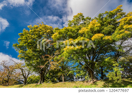 Late autumn on the bank of the bank of the Kizu River, Yawata City, Kyoto Prefecture 120477697