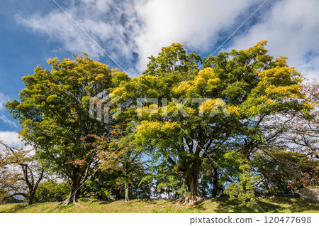 Late autumn on the bank of the bank of the Kizu River, Yawata City, Kyoto Prefecture 120477698