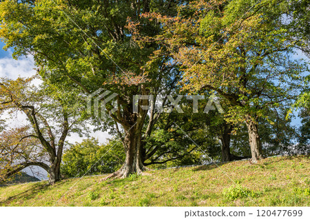 Late autumn on the bank of the bank of the Kizu River, Yawata City, Kyoto Prefecture 120477699