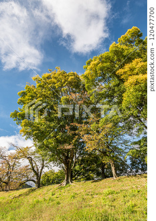 Late autumn on the bank of the bank of the Kizu River, Yawata City, Kyoto Prefecture 120477700