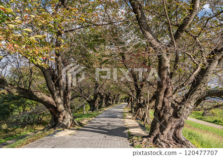 Late autumn cherry blossom trees along the Sewari embankment in Yawata, Kyoto Prefecture 120477707