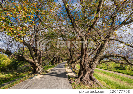 Late autumn cherry blossom trees along the Sewari embankment in Yawata, Kyoto Prefecture Late autumn cherry blossom trees along the Sewari embankment in Yawata, Kyoto Prefecture 120477708