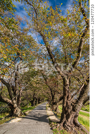 Late autumn cherry blossom trees along the Sewari embankment in Yawata, Kyoto Prefecture 120477710