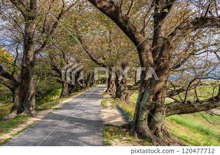 Late autumn cherry blossom trees along the Sewari embankment in Yawata, Kyoto Prefecture 120477712