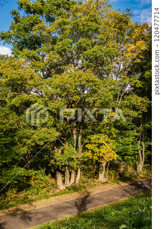 從京都府八幡市瀨割堤眺望深秋的宇治川河床灌木叢 從京都府八幡市瀨割堤眺望深秋的宇治川河床灌木叢 120477714