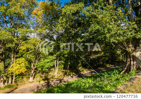 從京都府八幡市瀨割堤眺望深秋的宇治川河床灌木叢 120477716