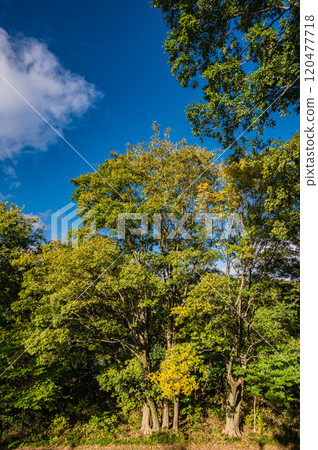 A view of the Uji River riverbed forest from the Sewari embankment in late autumn, Yawata City, Kyoto Prefecture A view of the Uji River riverbed forest from the Sewari embankment in late autumn, Yawata City, Kyoto Prefecture 120477718