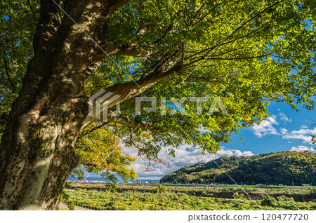 深秋時節,從京都府八幡市的瀨割堤眺望木津川 深秋時節,從京都府八幡市的瀨割堤眺望木津川 120477720