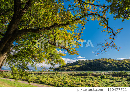 深秋時節，從京都府八幡市的瀨割堤眺望木津川 120477721