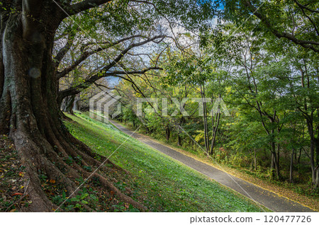 A view of the Uji River riverbed from the back bank in late autumn, Yawata City, Kyoto Prefecture 120477726