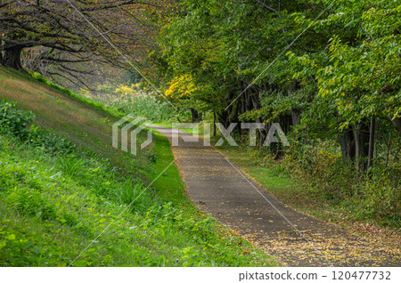 京都府八幡市深秋時分，宇治川河床上的灌木叢 120477732