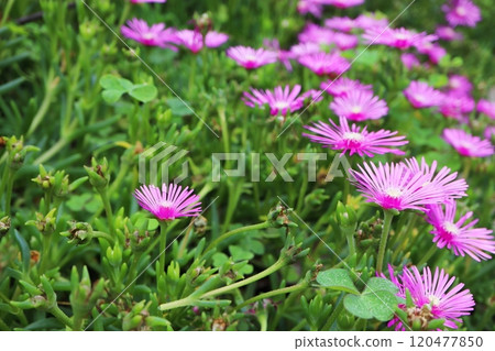 蜜蜂的粉紅色花朵 蜜蜂的粉紅色花朵 120477850