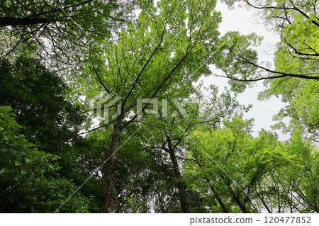 Liquidambar and maple trees planted in the park Liquidambar and maple trees planted in the park 120477852