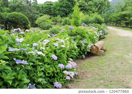 Hydrangeas blooming along the park path Hydrangeas blooming along the park path 120477860