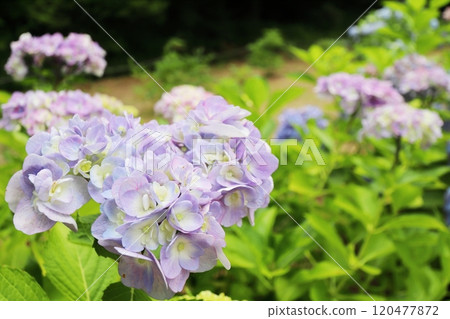 淡紫色的雙花繡球花 120477872