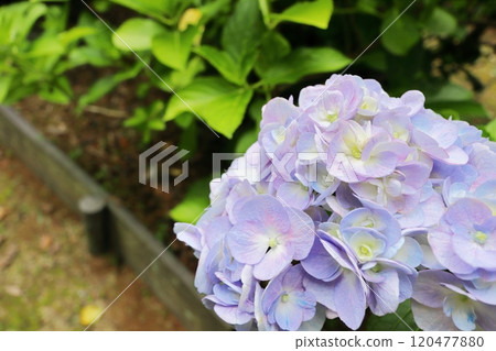 淡紫色的雙花繡球花 淡紫色的雙花繡球花 120477880