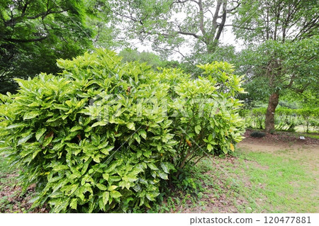 公園裡種植的青木樹 120477881