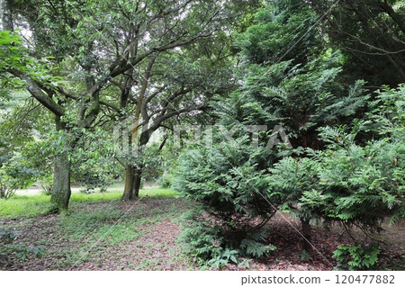 公園內種植的 Asunaro 樹 公園內種植的 Asunaro 樹 120477882