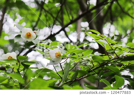 White flowers of nutsubaki White flowers of nutsubaki 120477883