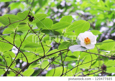 堅果白花 120477885