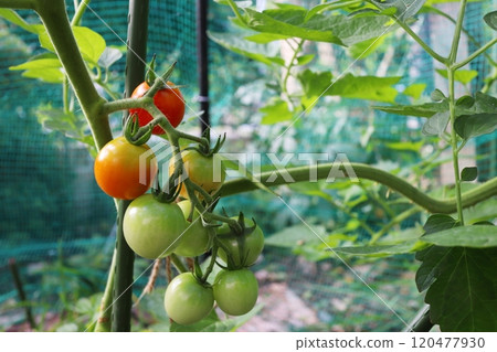 Cherry tomatoes starting to turn color in a home garden 120477930