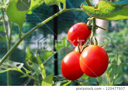 Ripe cherry tomatoes from a home garden 120477937