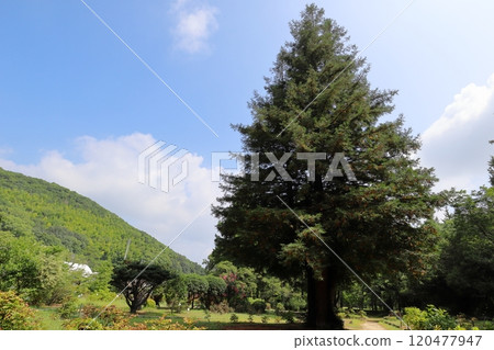 Giant sequoia trees planted in the park 120477947