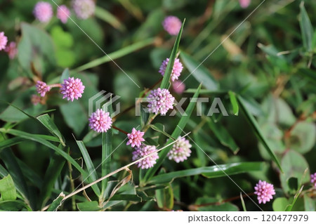 Pink flowers of the Japanese buckwheat plant blooming in an autumn garden Pink flowers of the Japanese buckwheat plant blooming in an autumn garden 120477979