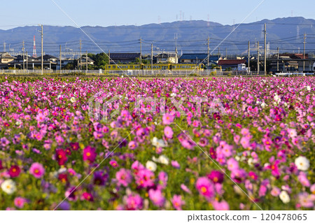 藍天下的宇宙場 120478065