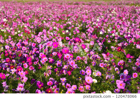 宇宙場遍布各地 宇宙場遍布各地 120478066