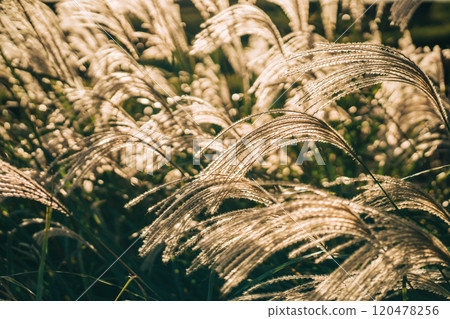 A close-up of golden silver grass swaying in the wind and illuminated by the setting sun 120478256
