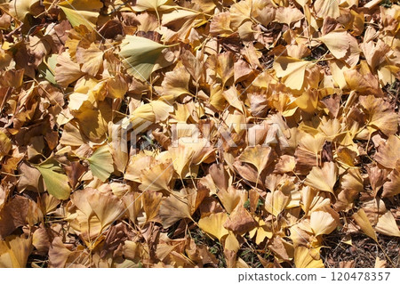 Fallen leaves in late autumn 120478357