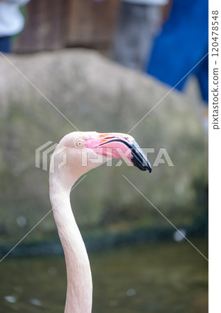 Profile of an elegant flamingo - a beautiful bird relaxing by the water 120478548