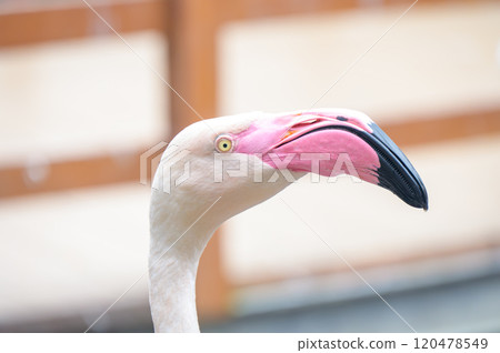 Profile of an elegant flamingo - a beautiful bird relaxing by the water Profile of an elegant flamingo - a beautiful bird relaxing by the water 120478549
